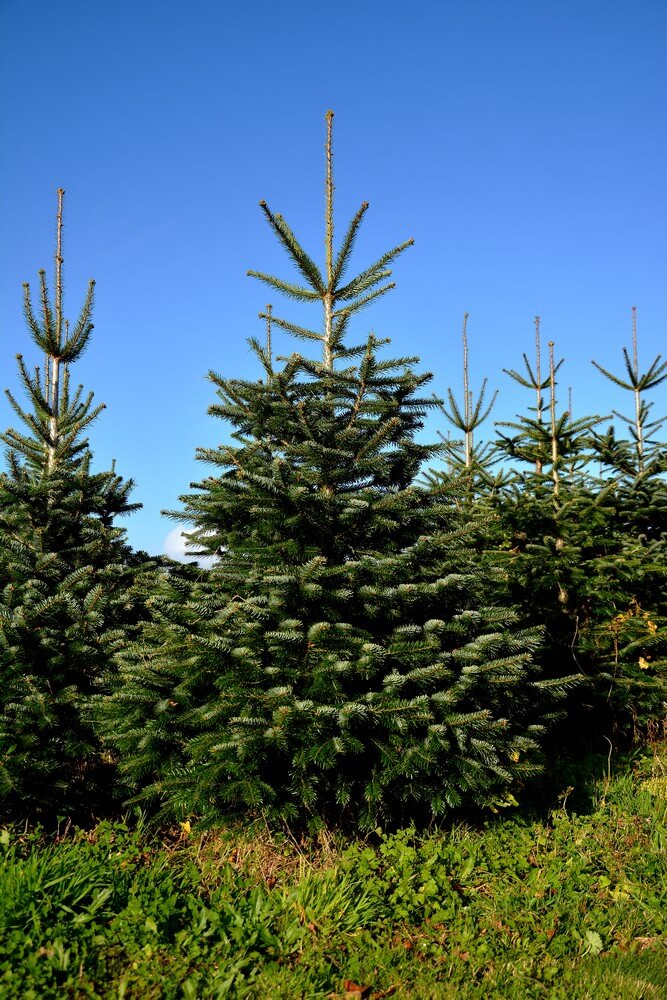 Producteur sapin nordmann Bretagne : Sapinière Bleuzen Producteur sapin nordmann Bretagne : Sapinière Bleuzen