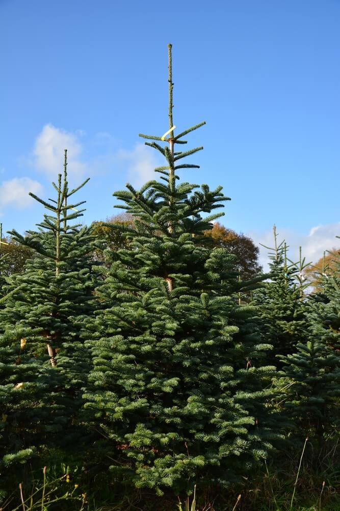 Sapin Nobilis Sapinière Bleuzen