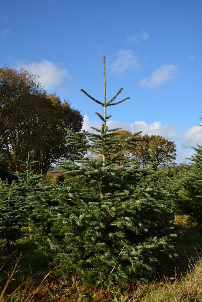 Sapin Grandis Sapinière Bleuzen