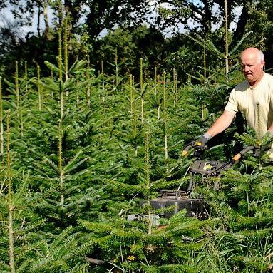 Entretien des sapins